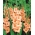 Gladiolus Peter Pears - embalagem grande! - 50 pcs.