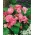 Camellia begoonia - roosa-valge- suur pakend! - 20 tk
