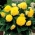 Begonia Fimbriata (sfrangiata) - gialla - confezione grande! - 20 pezzi