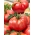 Tomate Raspberry Warszawski - uma variedade de campo - 10 gramas - 