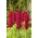 Gladiolus Plum Tart - XL balení! - 250 ks.