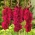 Gladiolus Plum Tart - pacote XL! - 250 pcs.