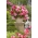 Pink Balcony begonia - květiny v různých odstínech růžové - velké balení! - 20 ks.