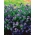 Zmija fialová - medonosná rastlina - 1 kilogram; Patersonova kliatba - 
