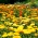 Calendula - pianta mellifera - 1 chilogrammo; ruddles, calendula comune, calendula scozzese - 