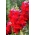 Torina snapdragon - оранжерен сорт с червени цветя - 