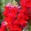 Torina snapdragon - variedad de invernadero de flores rojas - 