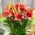 Salinero miniatúrna kvetinová ľalia - veľké balenie! - 10 ks