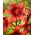 Tiger lily - Strawberry Event - large pack! - 10 pcs