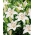 Lily - White County - large pack! - 10 pcs