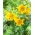 Tiger lily - Yellow Bruse - large pack! - 10 pcs