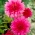Pink dahlia - Dahlia Pink - large pack! - 10 pcs
