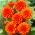 Dahlia - Pomarančni gruček