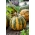 Calabaza gigante Olga - semillas oleaginosas sin cáscara - 100 gramos - semillas profesionales para todos - 