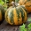 Olga giant squash - hull-less oil seeds - 100 grams - professional seeds for everyone