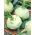 Troja F1 kohlrabi - white, medium-early variety - 2500 of calibrated seeds (2,2 - 2,4) - professional seeds for everyone