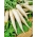 Alabaster F1 daikon - rábano blanco largo de invierno - 100 gramos - semillas profesionales para todos - 