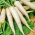 Alabaster F1 daikon - rábano blanco largo de invierno - 100 gramos - semillas profesionales para todos - 