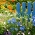 Long Life Meadow - dolgoživi, trpežni cvetlični travnik - 500 g - 