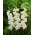 Gladiolus White Prosperity - 5 piezas