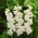 Gladiolus White Prosperity - confezione grande! - 50 pezzi