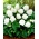 Non Stop begonia - white - 2 pcs