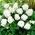 Non Stop begonia - white - 2 pcs