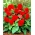 Non Stop begonia - punainen - 2 kpl