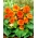 Begonia Non Stop - orange - gros paquet ! - 20 pieces