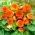 Non Stop begonia - orange - large package! - 20 pcs