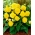 Begonia Non Stop - amarilla - paquete grande! - 20 piezas