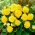 Begonia Non Stop - gialla - confezione grande! - 20 pezzi