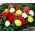 Non Stop begonia - färgmix - 2 st