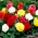 Non Stop begonia - kleurenmix - 2 stuks - 