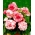 Bouton de Rose begonia - roze-wit - 2 stuks - 