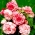 Begonia Bouton de Rose - rose et blanc - grand paquet ! - 20 pieces