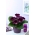 Violacea purple gloxinia (Sinningia speciosa) - lielais iepakojums! - 10 gab.