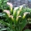 Crystal Blush Calla Lily; arum lilija, Zantedeschia