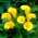 Florex Gold Calla lily - XXL čebulica; arum lilija, Zantedeschia