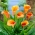 Lírio de calla Hot Shot - bulbo XXL; arum lily, Zantedeschia - pacote grande! - 10 pcs.