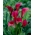 Temno roza arum lilija - XXL čebulica; kala lilija, Zantedeschia