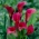 Tmavě růžová lilie áronová - cibulovina XXL; kala, Zantedeschia