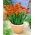 Orang double freesia - large package! - 100 pcs