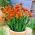 Orang double freesia - large package! - 100 pcs