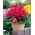 Begonia Fimbriata (frange) - rose - gros paquet ! - 20 pieces