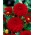 Red dahlia - Dahlia Red - large pack! - 10 pcs