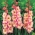 Gladiolus Priscilla - stor pakke! - 50 stk.