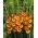 Gladiolus Princess Margaret Rose - storpack! - 50 st