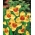 Кремаво-бяло цвете на паун - XL опаковка! - 500 бр.; тигрово цвете, цвете от раковина