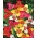 Flor de pavão - seleção de cores - pacote grande! - 100 pcs.; flor de tigre, flor de concha